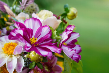 Summer flower arrangement of fresh cut flowers. Closeup on the white and pink cosmos flowers.