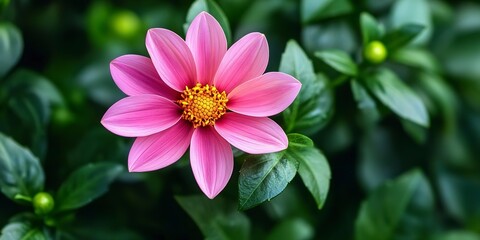 A pink flower with a yellow center is in the foreground. The flower is surrounded by green leaves