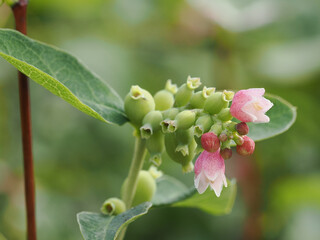 The pink bell-shaped flower of a ghost berry plant