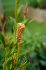 Isolated terra cotta celosia flower with additional plants in the background.