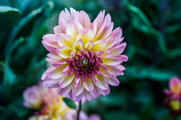 Pink and yellow dahlia in an outdoor garden space.