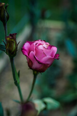 Small pink lisianthus flower with several buds blooming in an outside garden.