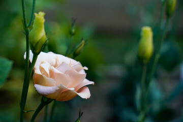 Beautiful, isolated, apricot lisianthus flower blooming in an outdoor flower garden.