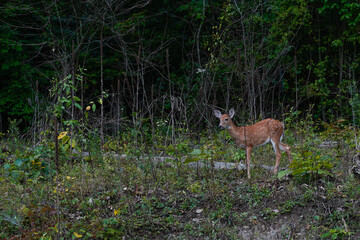 Whitetail fawn, with spots, on the side of hill surround by the mountains. Western Pennsylvania.