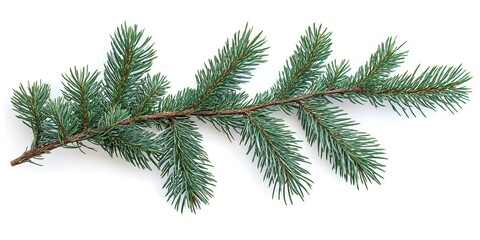 Obraz premium cristmas pine branch isolate on white background 