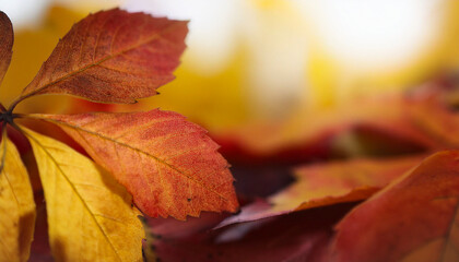Autumn leaves, colored tree leaves background