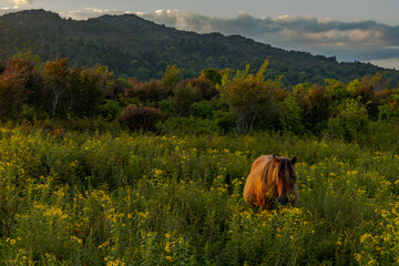 Grayson Highlands wild ponies at sunset
