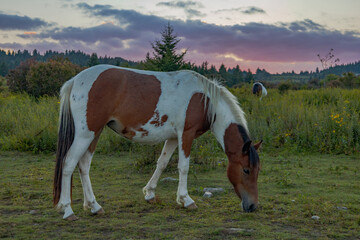 Grayson Highlands wild ponies at sunset