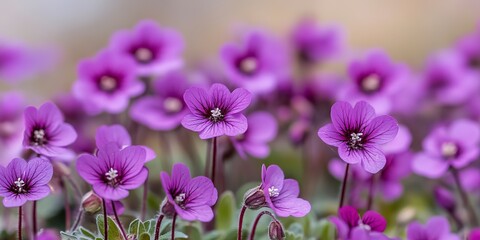 Close-up of purple saxifrage flowers in bloom on a springtime day 