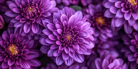 Purple color flowers