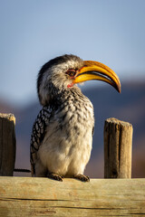 Africa Yellow-Billed Hornbill