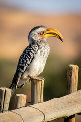 Africa Yellow-Billed Hornbill