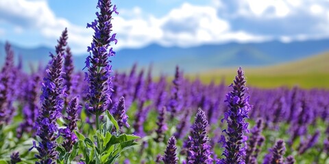 Obraz premium A field of purple flowers with a bright blue sky in the background