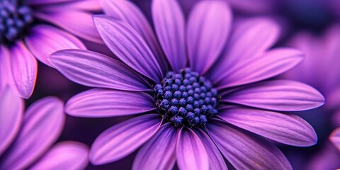 Beautiful purple flower background, close-up purple flower petals 