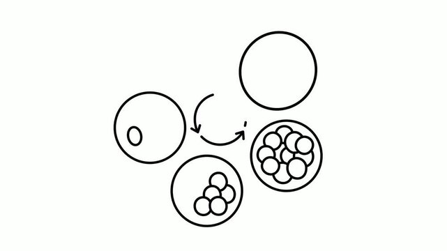 Embryo Culture development stages animation, blastocyst culture in mild stimulation animated video, In Vitro Fertilization Clip, Pregnancy and obstetrician footage, test tube baby procedure motion