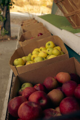 Boxes of apples