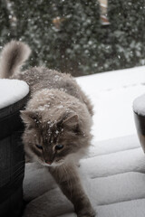 cat in snow