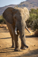 Fototapeta premium Africa Elephant in the Black Rhino Preserve, South Africa.