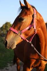 Obraz premium Young horse in the field in summer