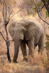 Africa Elephant in the Black Rhino Preserve, South Africa.