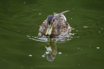 Brown female duck on the water.
