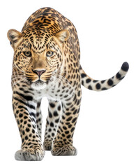 Obraz premium PNG Leopard wildlife cheetah animal.