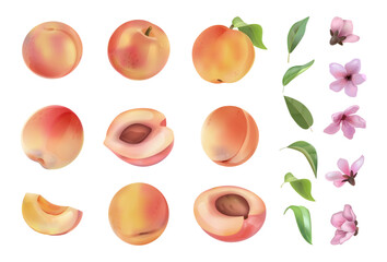 Watercolor peach. White fruit texture and leaf, summer nature food on white background, pink flowers, healthy food packaging drawing isolated elements. Whole and half. Vector isolated set