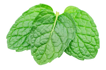Green fresh peppermint leaves or spearmint leaves isolated on white background. Full depth of field. File contains clipping path.