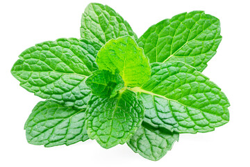 Green fresh top of peppermint or spearmint isolated on white background. Full depth of field.