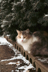 Fluffy Cat in Snow