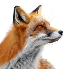 Fototapeta premium Profile of a red fox looking alert