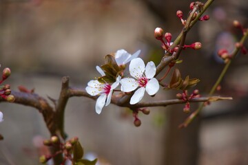 Blossom in spring
