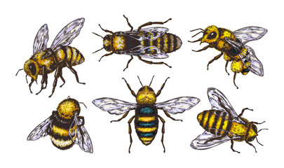 Vintage honey bee. Hand drawn insect sketch style, isolated tattoo. Black and white animal artwork, line nature. Yellow engraving outline wasp. Beekeeper different angles view. Vector doodle