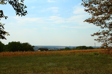 A field with a body of water in the distance