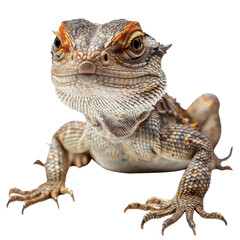 Obraz premium Close-Up of a Bearded Dragon Lizard