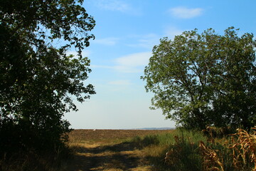 A grassy field with trees