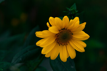 Sonnenblumen Close-Up
