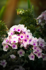 Weißer Phlox