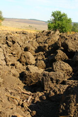 A tree in a rocky area