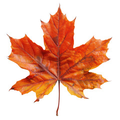 Obraz premium Close-up of a vibrant autumn maple leaf