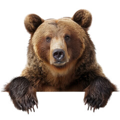 Grizzly Bear Leaning Against White Background