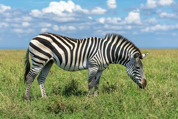 Naklejka premium Zebra Grazes in a Field with Blue Sky and Clouds