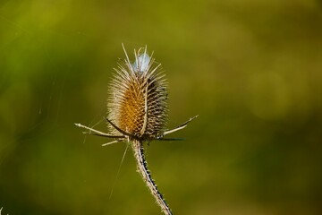 Thistle close up