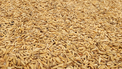 rice seeds that have been picked by farmers and dried in the sun during the day
