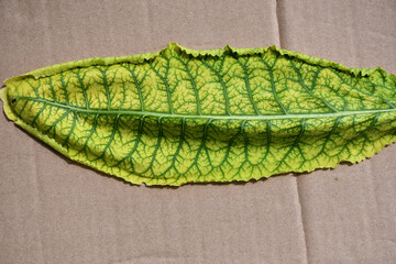 Chlorosis of plants: the leaf surface is yellow, and the veins are green. Leaf with signs of magnesium or iron chlorosis close-up on a cardboard surface