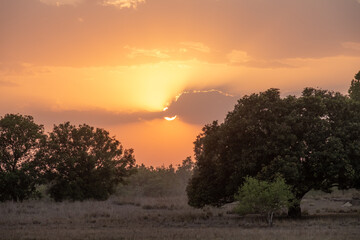 Sunset in the Jungle