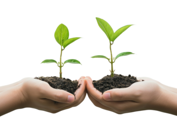 PNG Young plants with hands planting leaf soil.