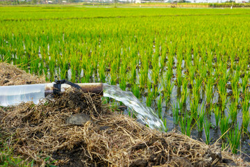 Irrigation of rice fields using pump wells with the technique of pumping water from the ground to flow into the rice fields. The pumping station where water is pumped from a irrigation canal system.