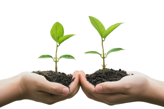 PNG Young plants with hands planting leaf soil.