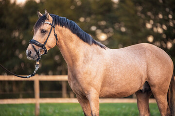 Golden Horse and a Golden Sky